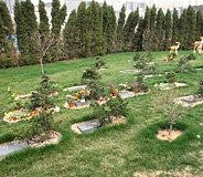 茶花园01